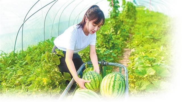 小圉村特色产业结硕果 四大产业带动村集体增收超百万